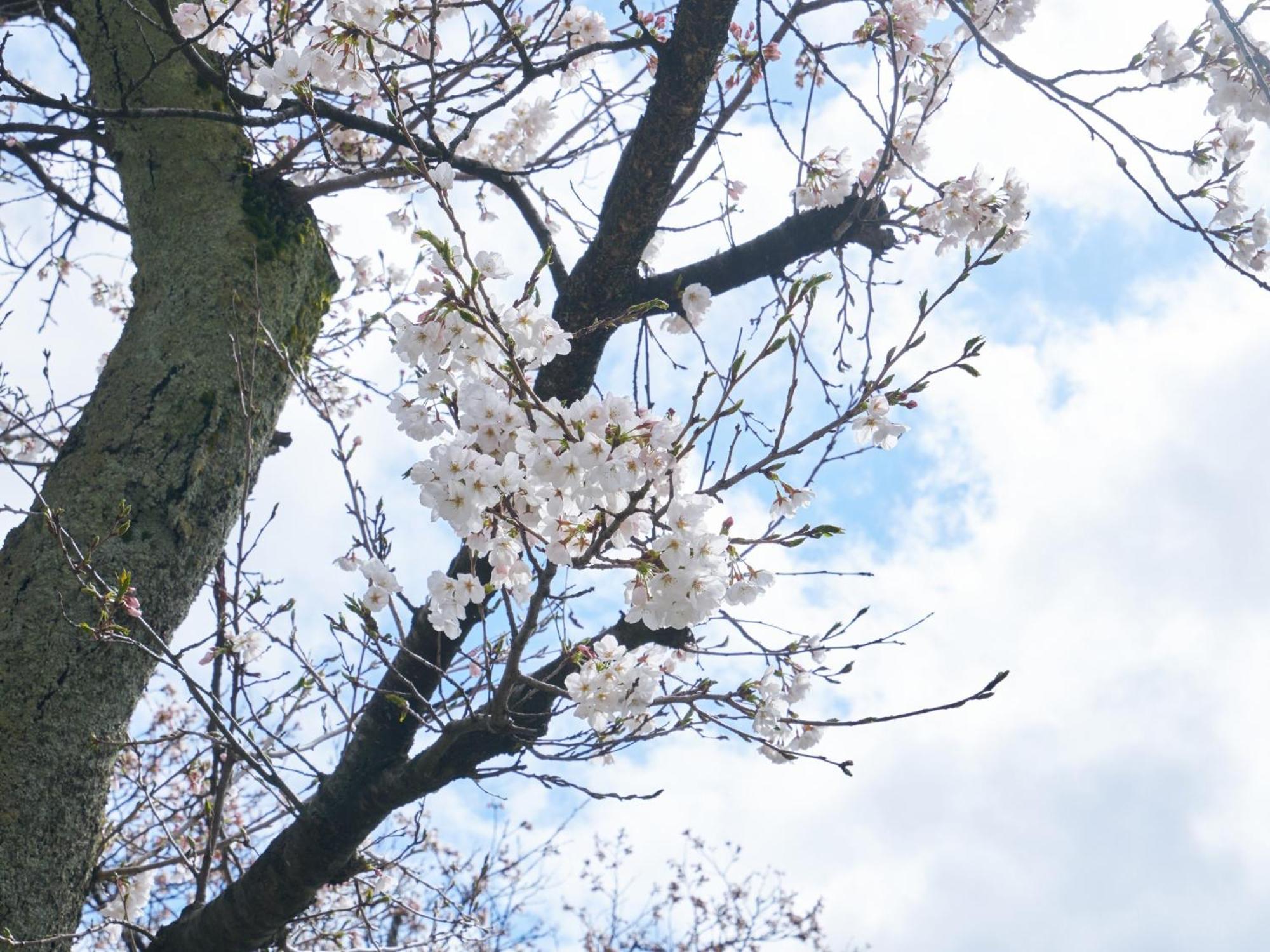Hotel Fukui Castle - Vacation Stay 58696V Ngoại thất bức ảnh